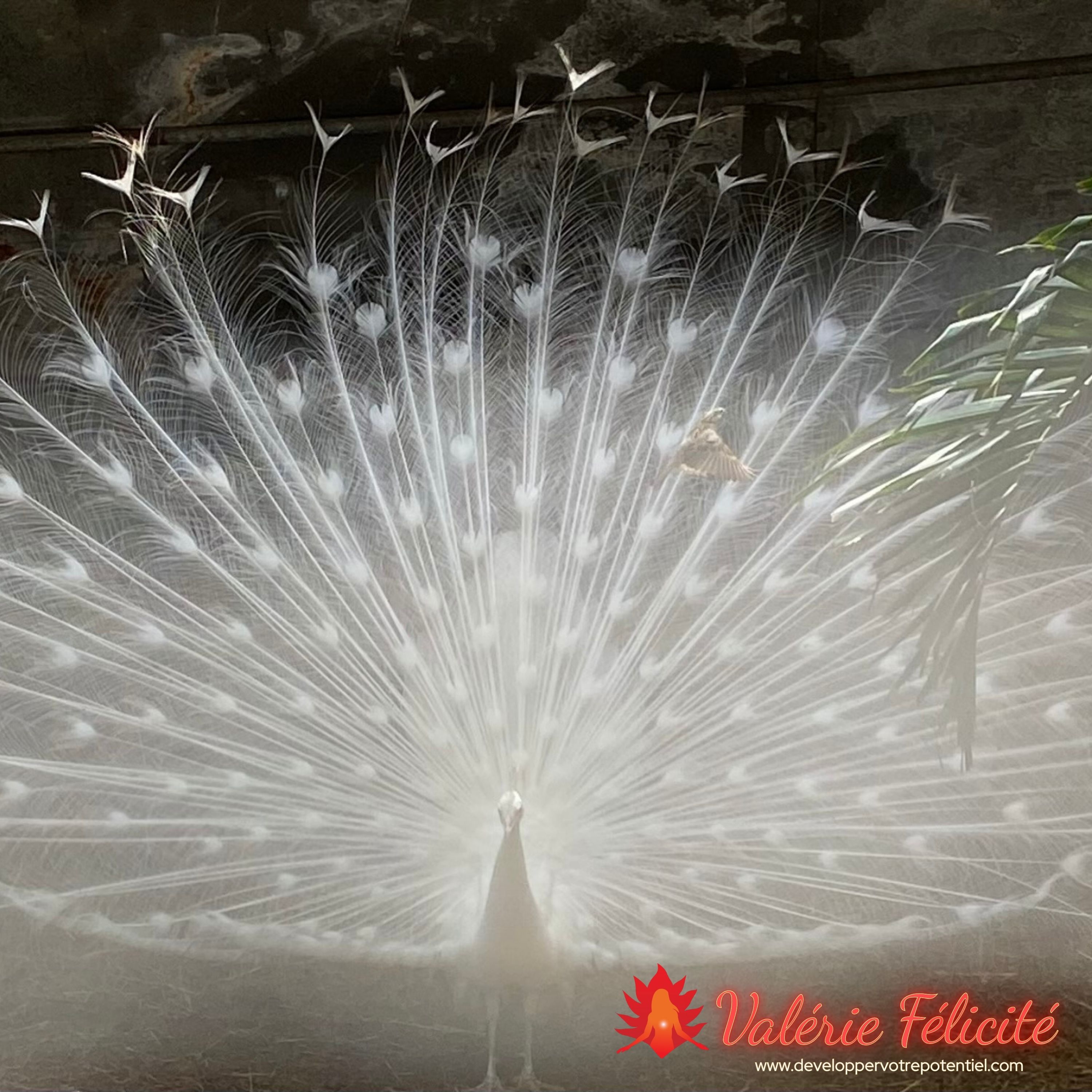 Méditation "Conscience pure 2" de Valérie Félicité