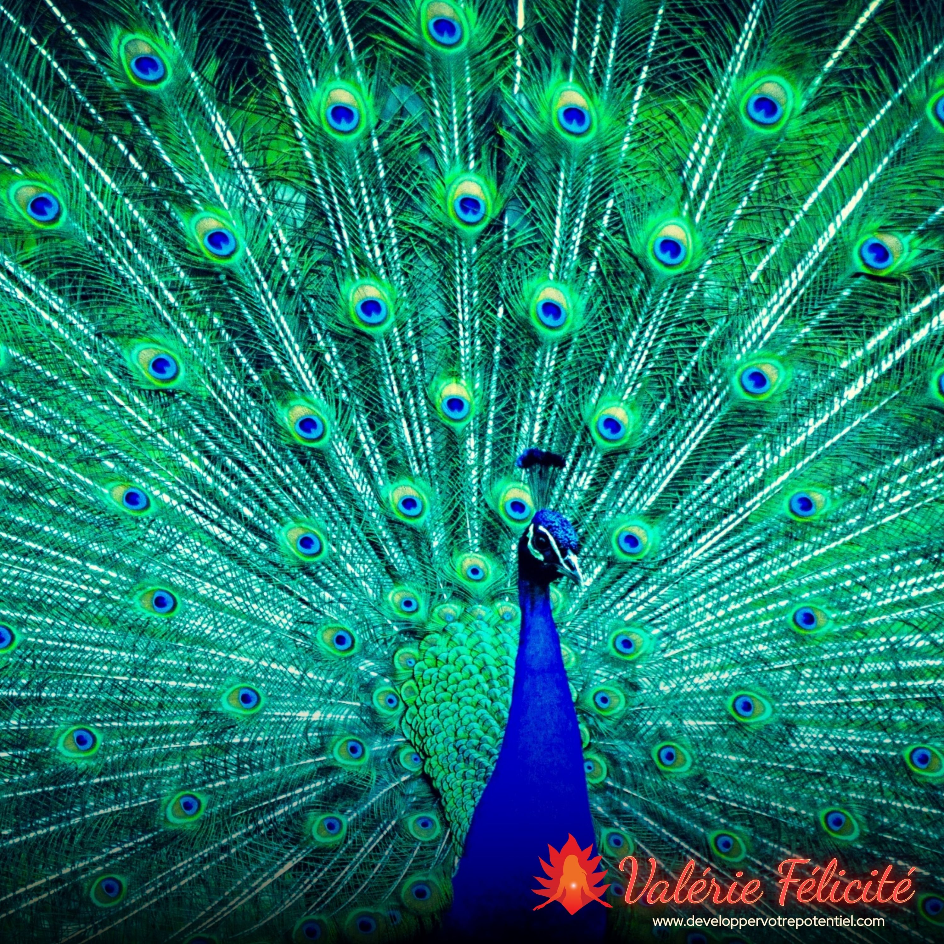 Méditation "Conscience pure" de Valérie Félicité